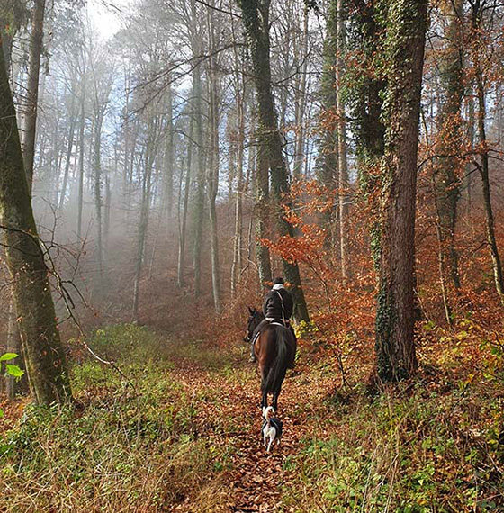 Ausreiten im Herbst im Wald
