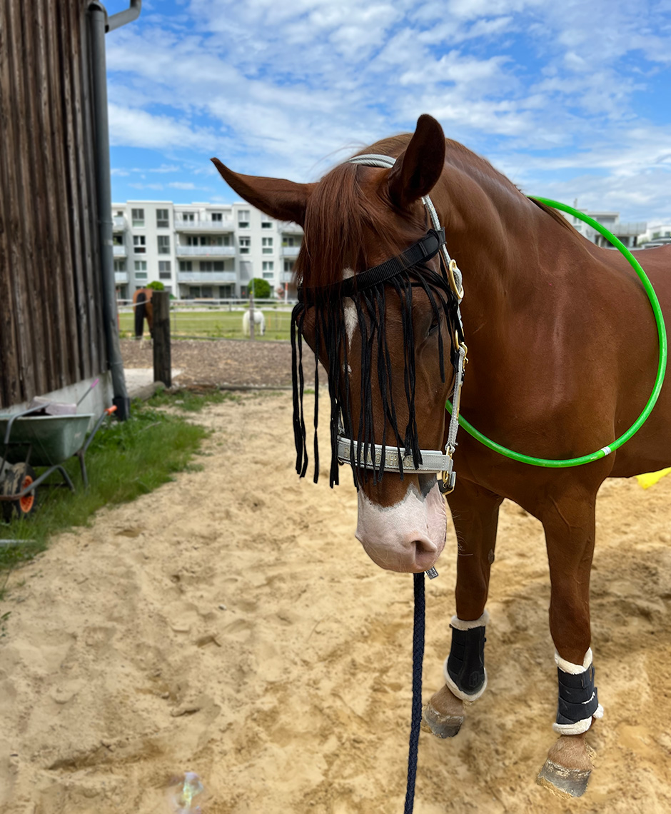 Reittherapie Pferd Diego