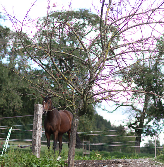 Reittherapie Pferd hinter Baum