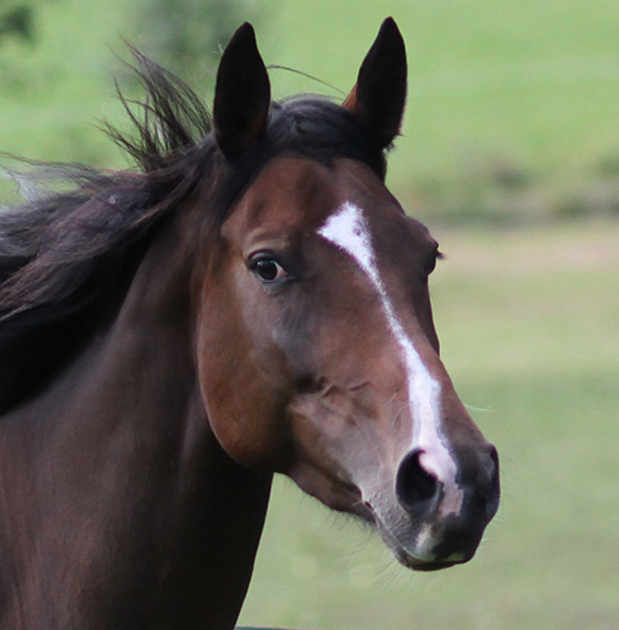 Reittherapie Pferd Kopf