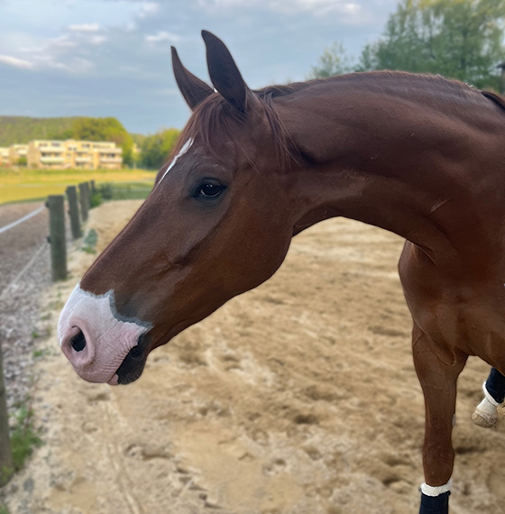 Reittherapie Pferd Diego Kopf